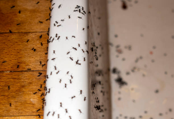 Best Pest Removal Services  in Butler, AL