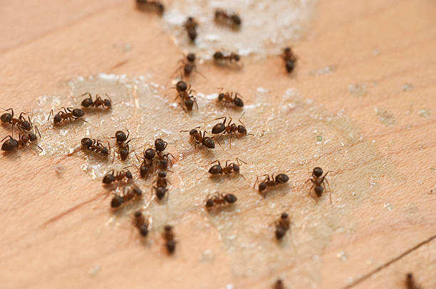 Best Local Pest Control Services  in Butler, AL