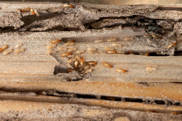 Best Mosquito Control Services  in Butler, AL